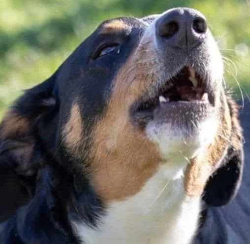 Dog behavior modification training in Sacramento home