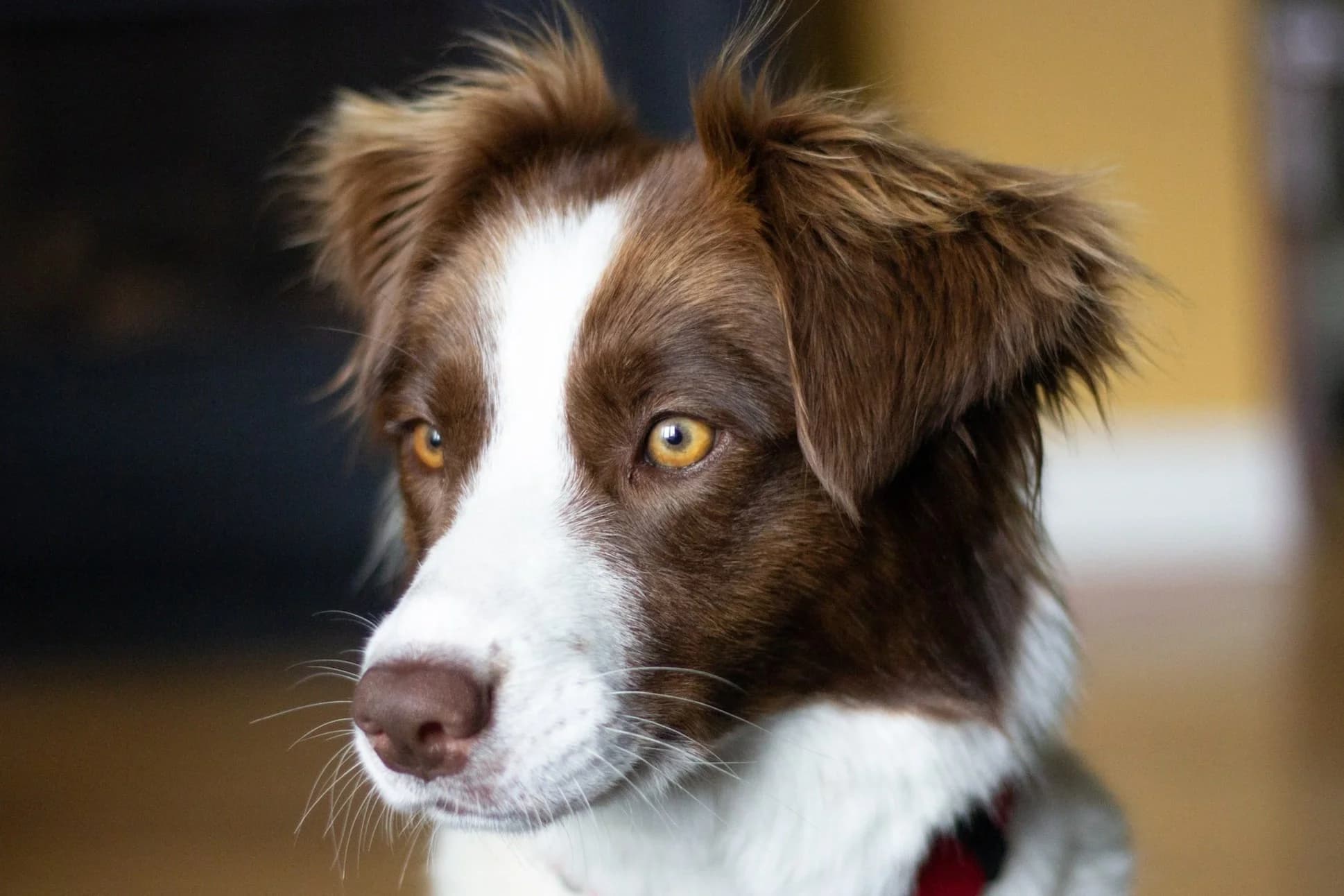 Free dog training consultation in Sacramento