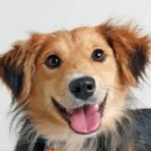 Customized dog training program in Sacramento