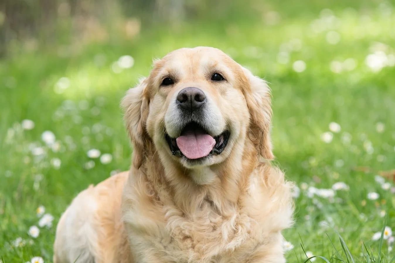 In-home dog training session in Sacramento