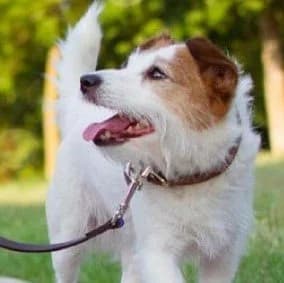 Dog leash training in Sacramento neighborhood