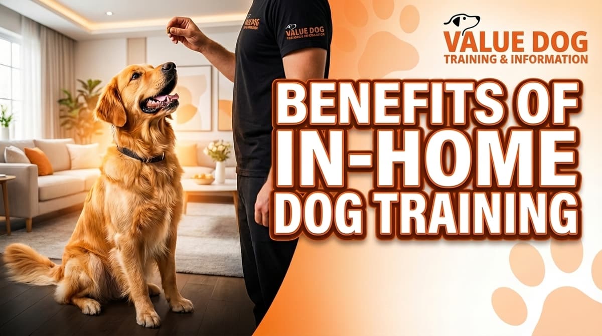 Benefits of In-Home Dog Training in Sacramento & Surrounding Areas