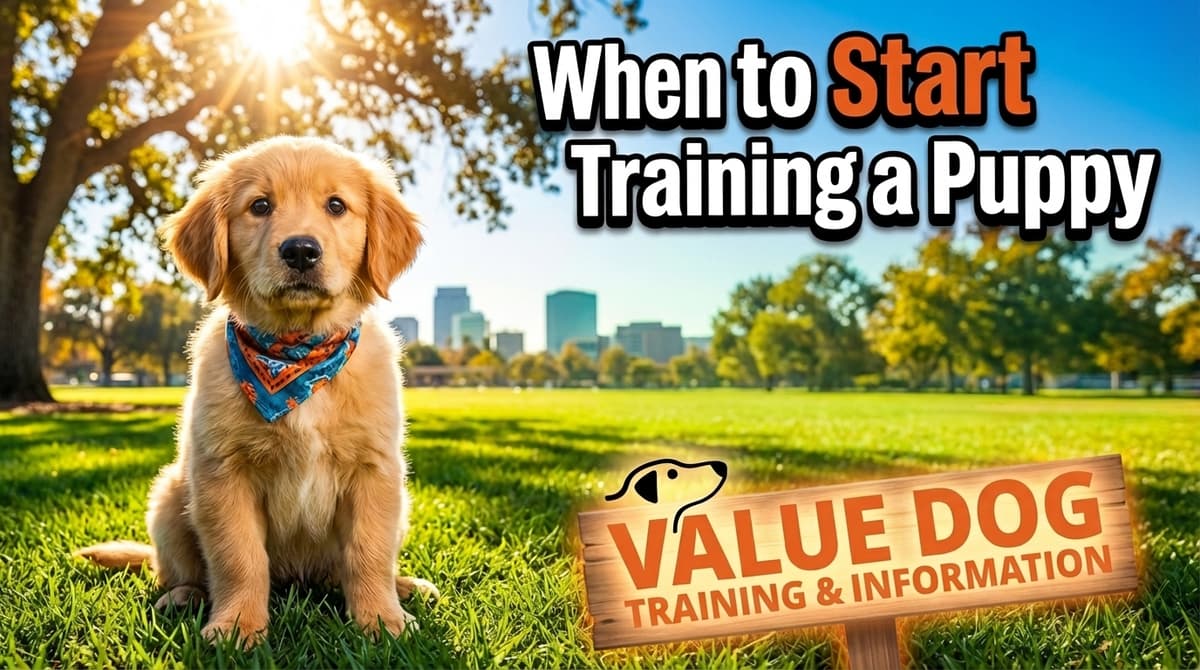 When to Start Training a Puppy in Sacramento — And What to Expect